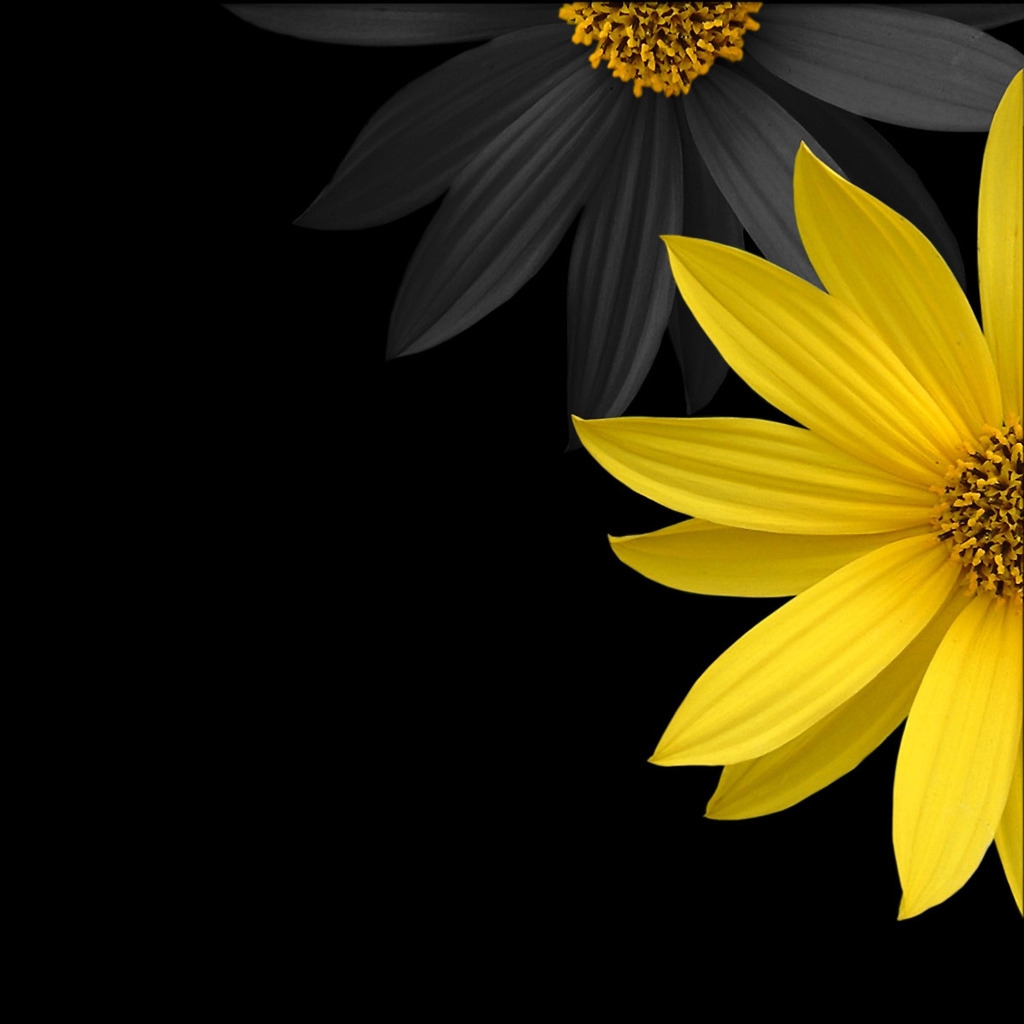 Simple Flower 1024 x 1024 iPad Wallpaper
