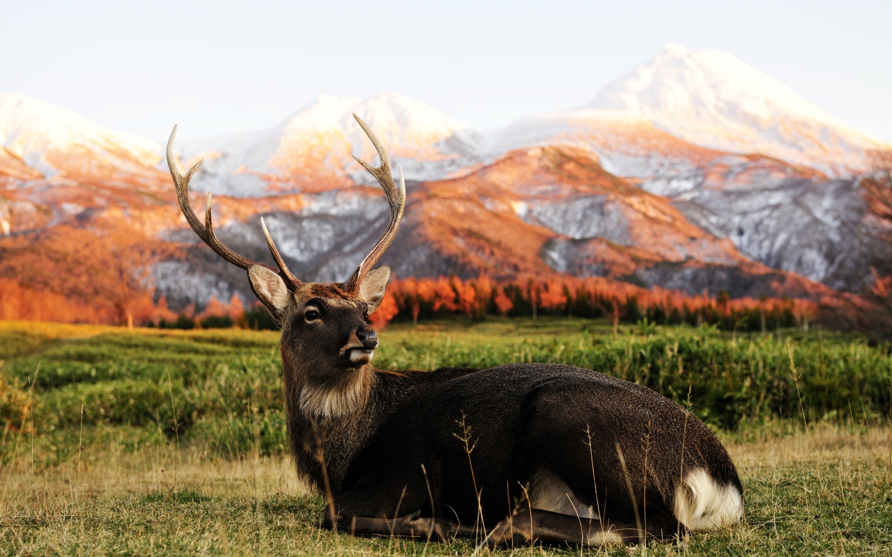 Single Deer for 1280 x 800 widescreen resolution