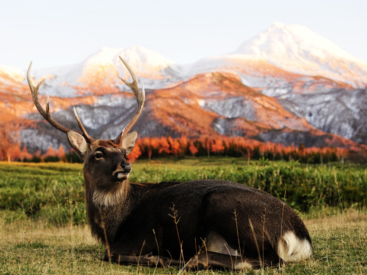 Single Deer for 1280 x 960 resolution