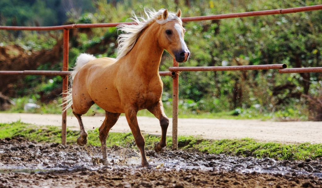 Single Horse for 1024 x 600 widescreen resolution