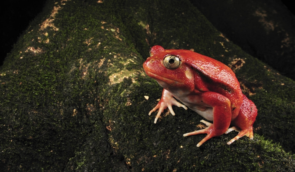 Single Red Frog for 1024 x 600 widescreen resolution