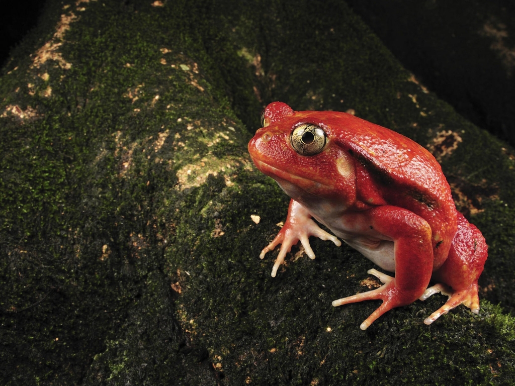 Single Red Frog for 1024 x 768 resolution