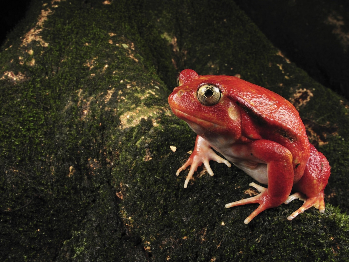 Single Red Frog for 1152 x 864 resolution