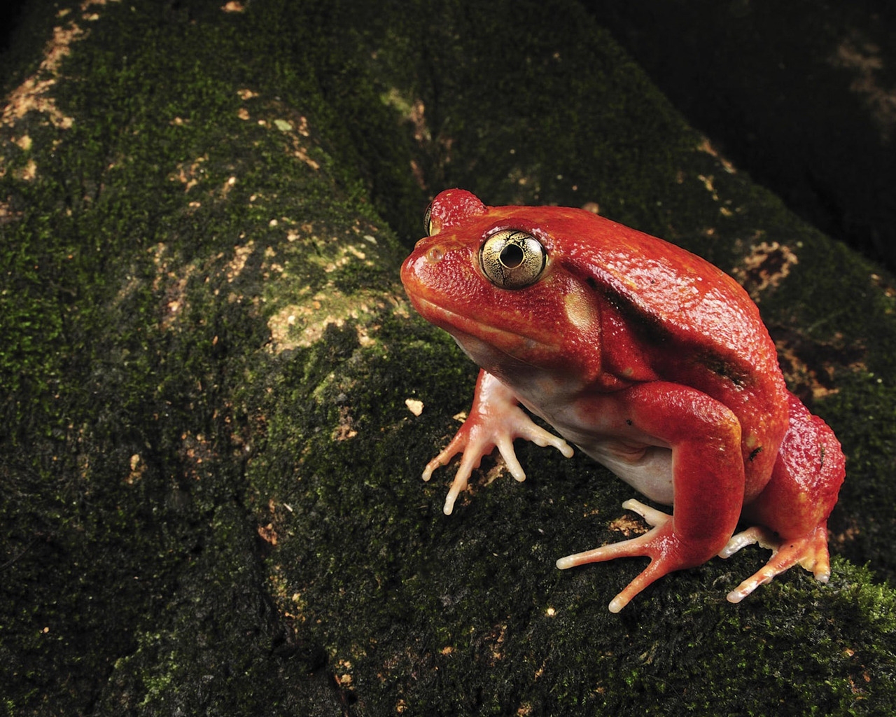 Single Red Frog for 1280 x 1024 resolution