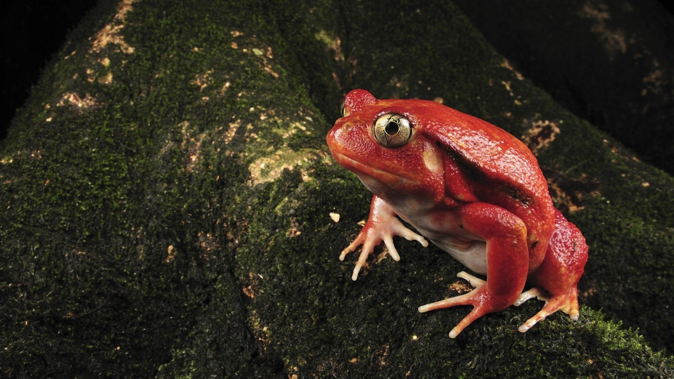 Single Red Frog for 1366 x 768 HDTV resolution