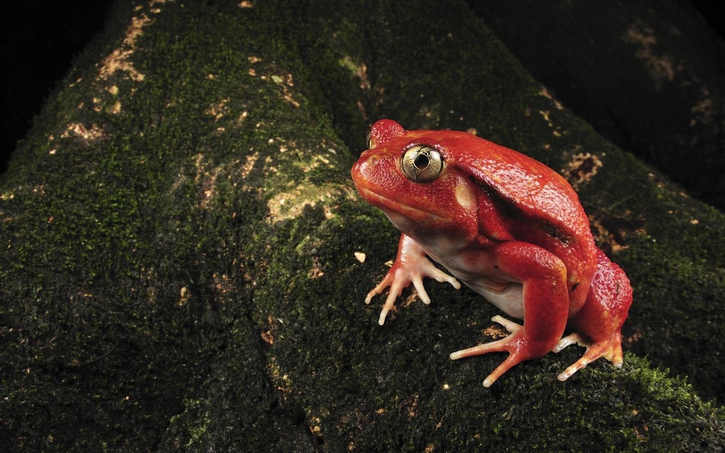 Single Red Frog for 1440 x 900 widescreen resolution