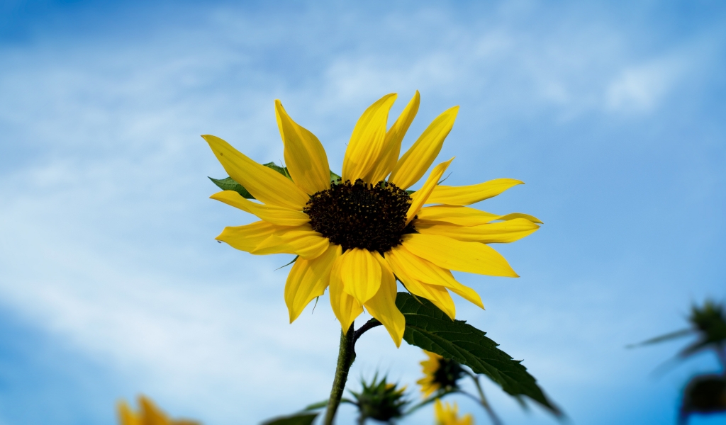 Single Sunflower for 1024 x 600 widescreen resolution