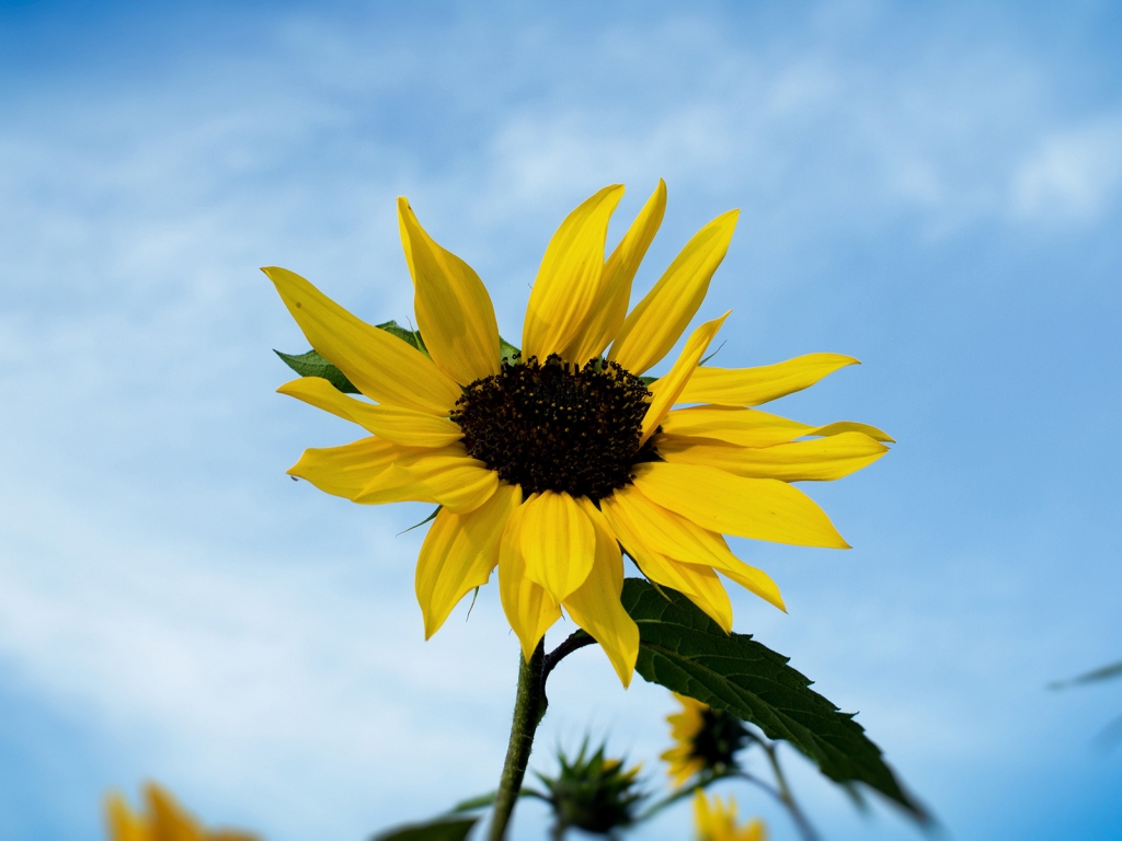 Single Sunflower for 1024 x 768 resolution