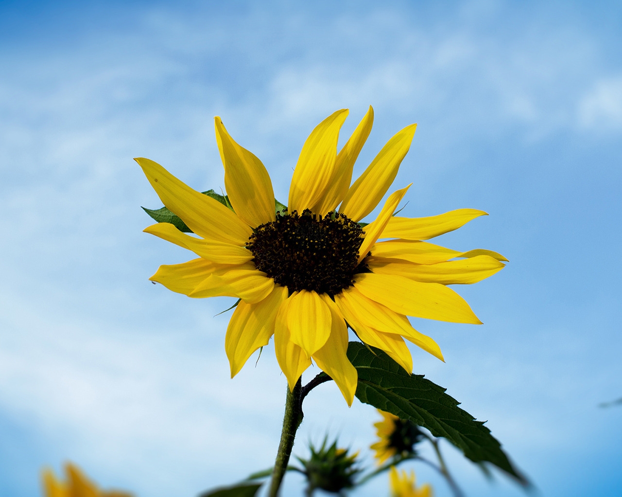 Single Sunflower for 1280 x 1024 resolution