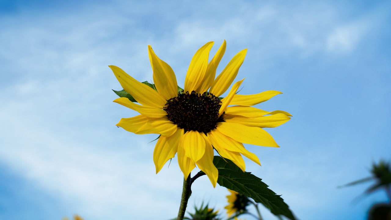 Single Sunflower for 1280 x 720 HDTV 720p resolution