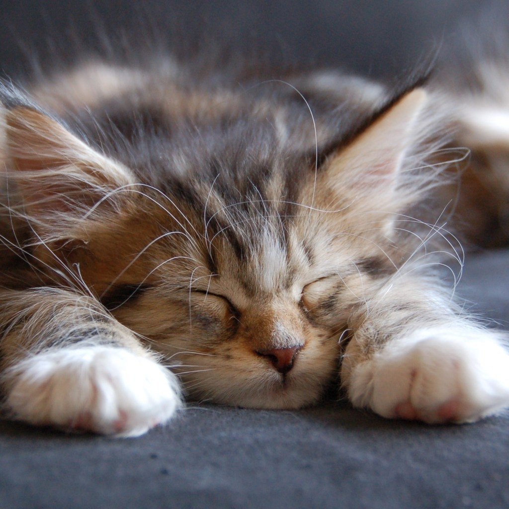 Sleeping Maine Coon Cat for 1024 x 1024 iPad resolution
