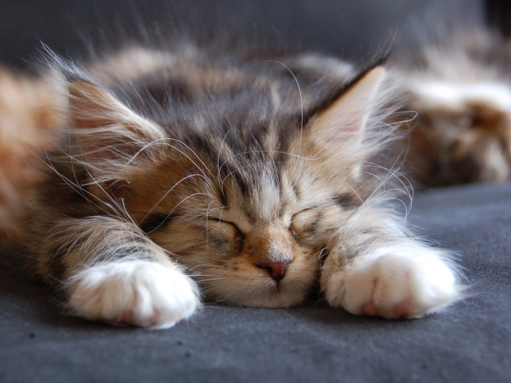 Sleeping Maine Coon Cat for 1024 x 768 resolution