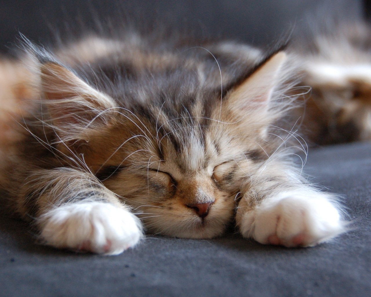 Sleeping Maine Coon Cat for 1280 x 1024 resolution
