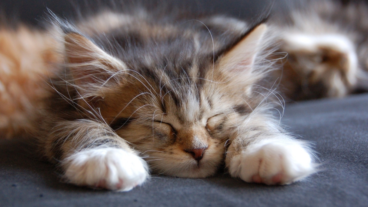 Sleeping Maine Coon Cat for 1280 x 720 HDTV 720p resolution