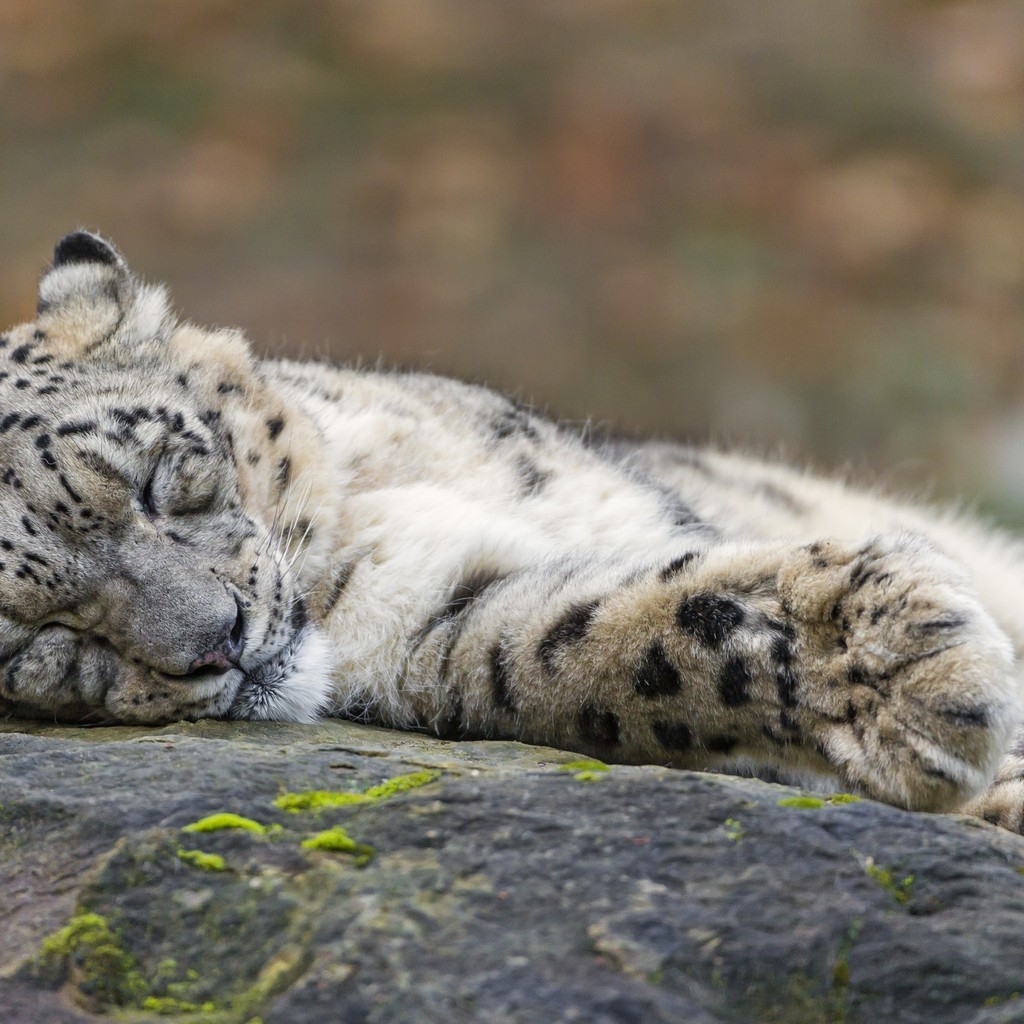 Sleeping Snow Leopard  for 1024 x 1024 iPad resolution