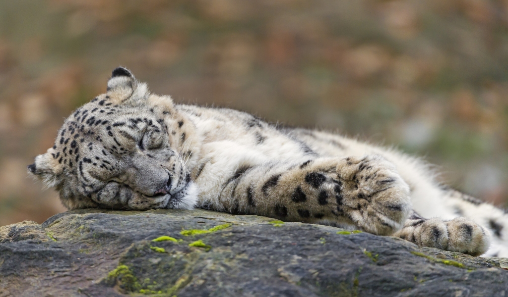 Sleeping Snow Leopard  for 1024 x 600 widescreen resolution