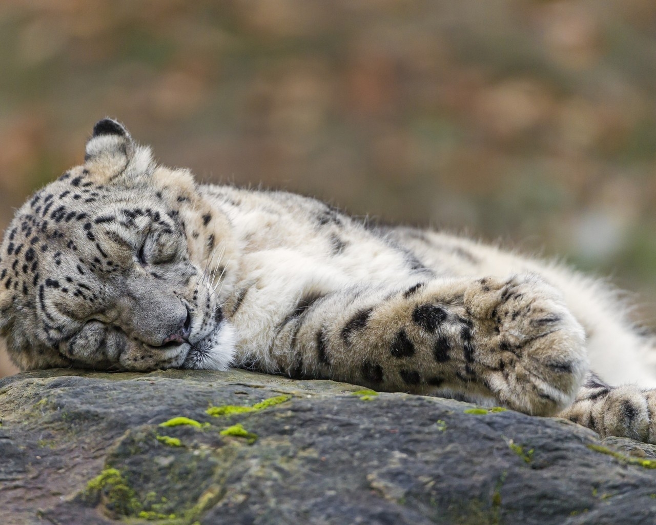 Sleeping Snow Leopard  for 1280 x 1024 resolution