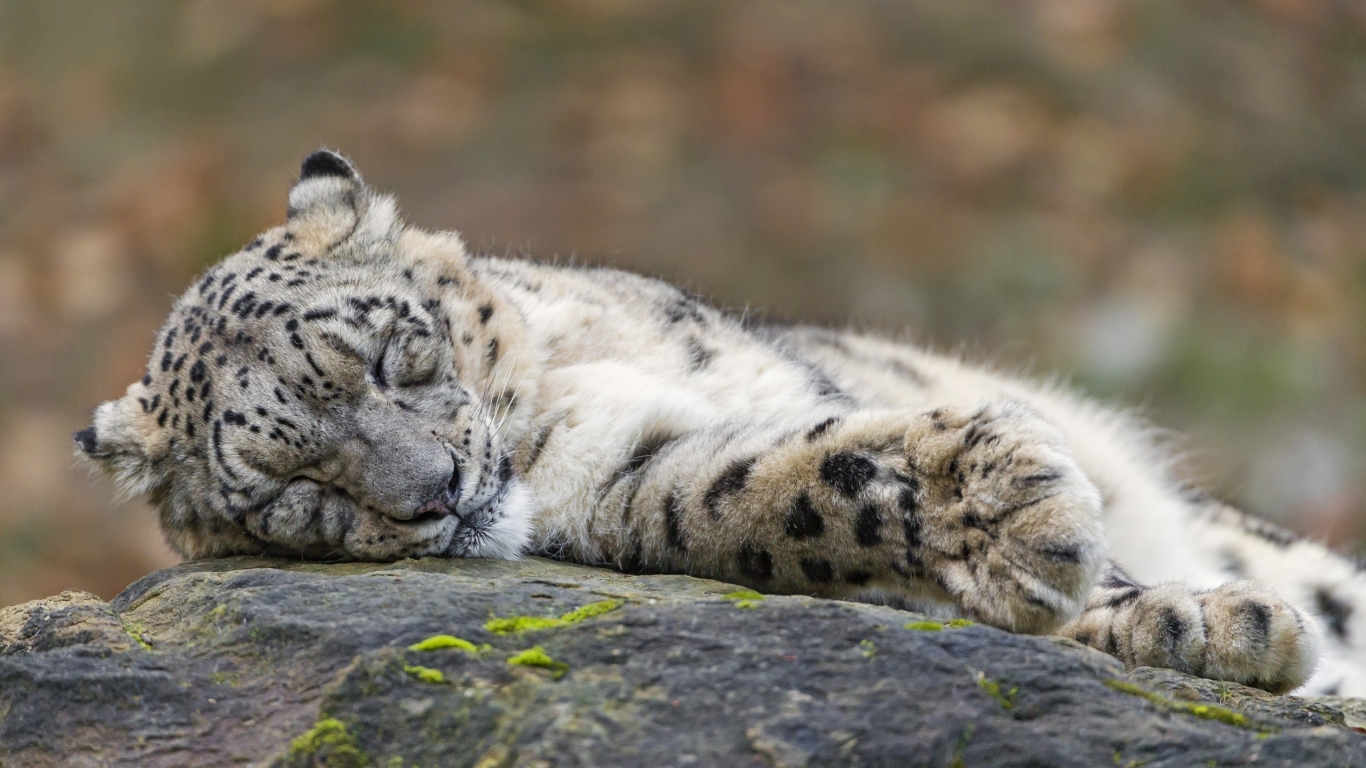 Sleeping Snow Leopard  for 1366 x 768 HDTV resolution