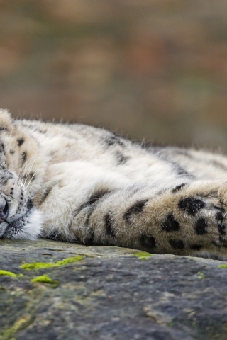 Sleeping Snow Leopard  for 320 x 480 iPhone resolution