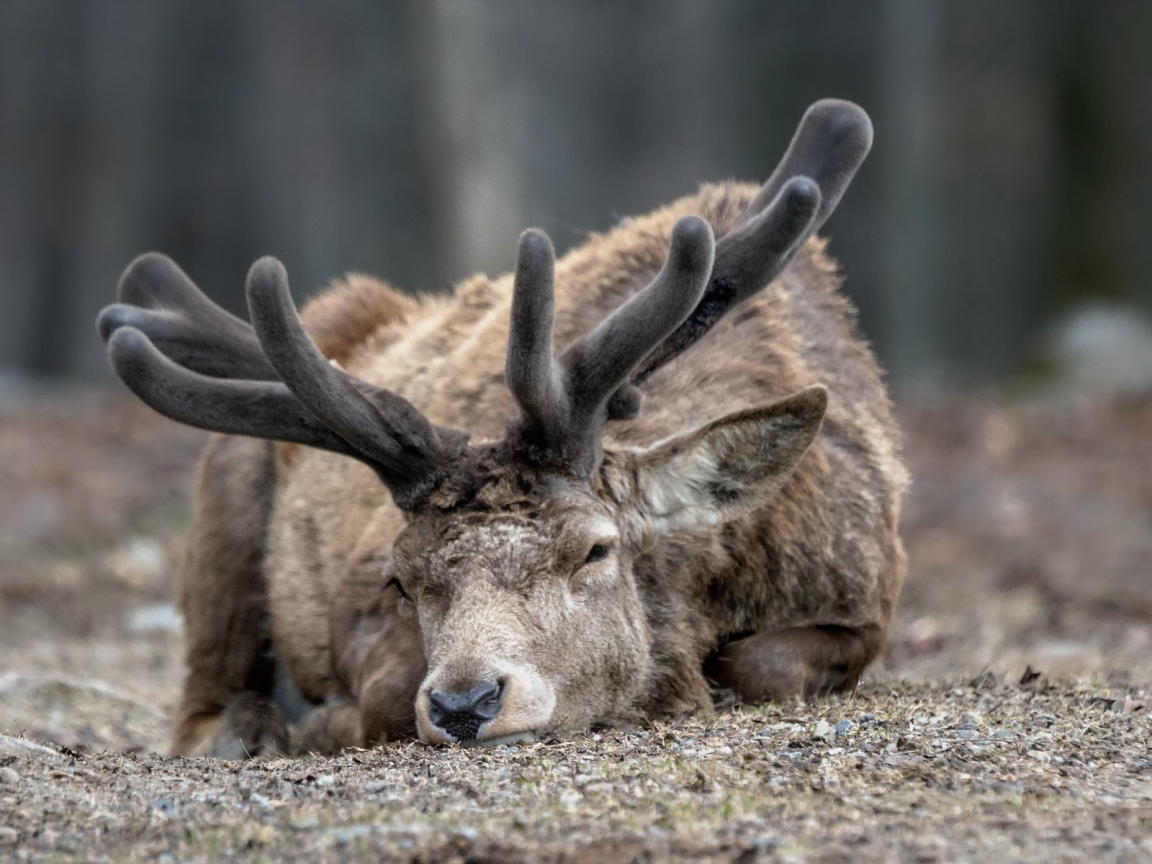 Sleepy Deer for 1152 x 864 resolution