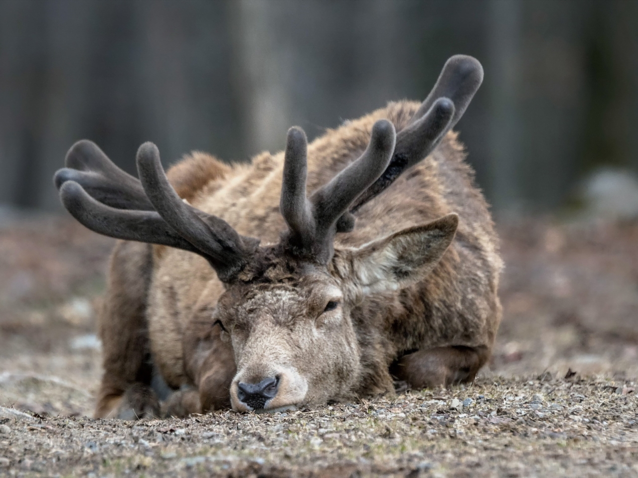 Sleepy Deer for 1280 x 960 resolution