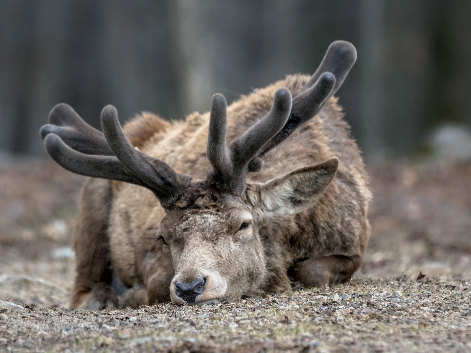 Sleepy Deer for 1600 x 1200 resolution