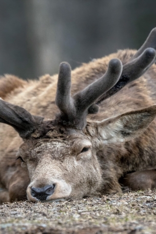 Sleepy Deer for 320 x 480 iPhone resolution