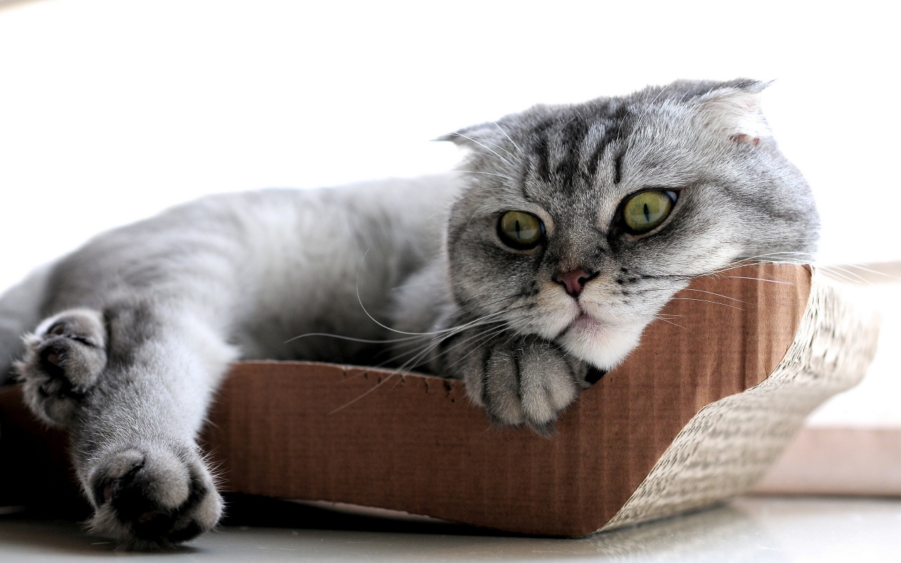 Sleepy Scottish Fold Cat for 1280 x 800 widescreen resolution
