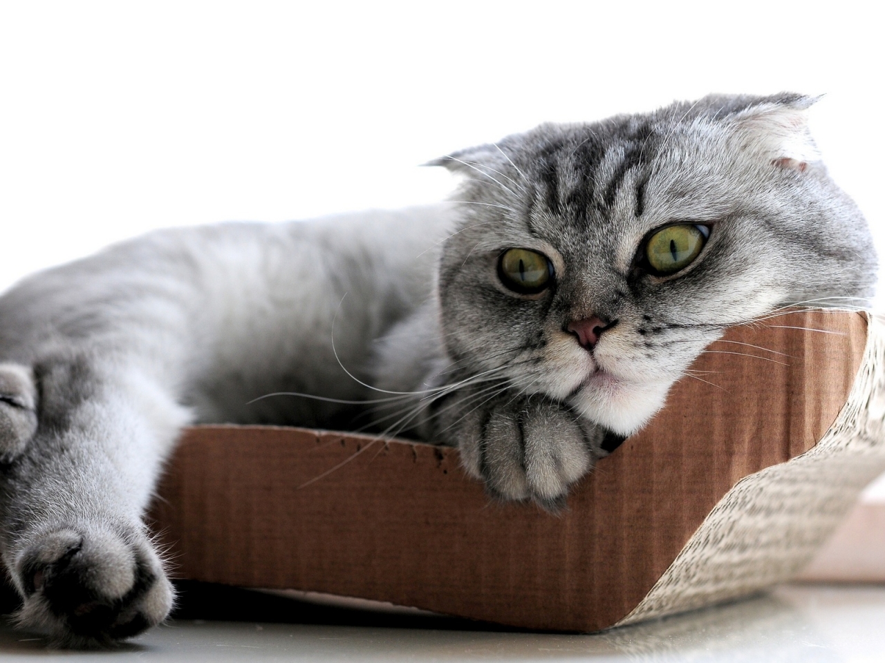 Sleepy Scottish Fold Cat for 1280 x 960 resolution