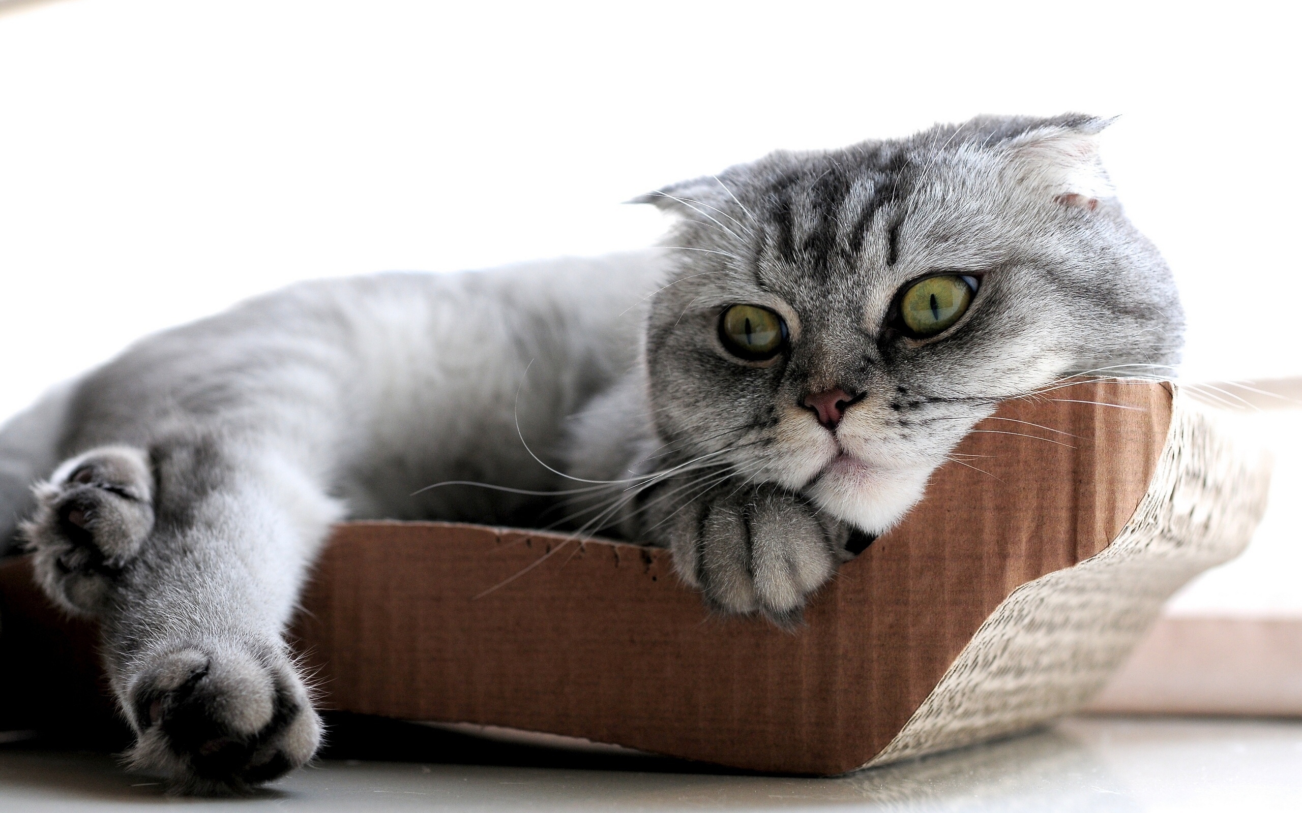Sleepy Scottish Fold Cat for 2560 x 1600 widescreen resolution
