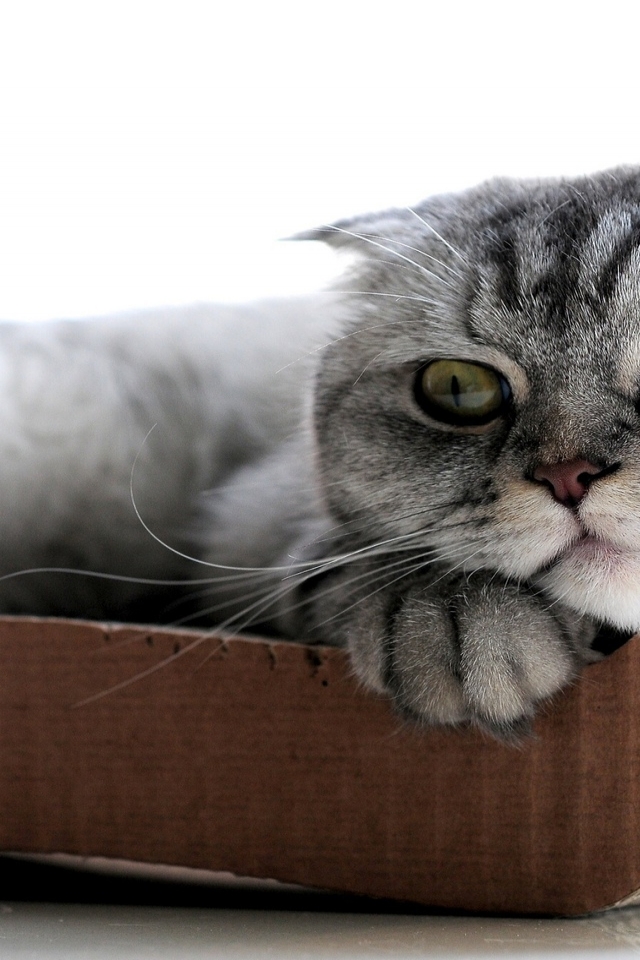Sleepy Scottish Fold Cat for 640 x 960 iPhone 4 resolution