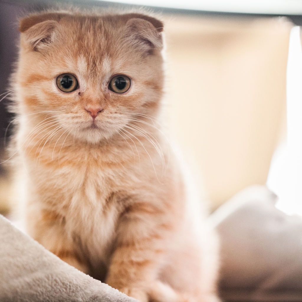 Small Red Scottish Fold Cat for 1024 x 1024 iPad resolution