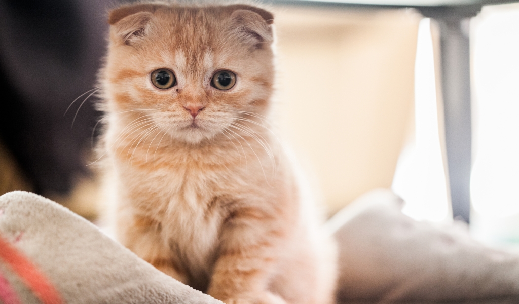 Small Red Scottish Fold Cat for 1024 x 600 widescreen resolution