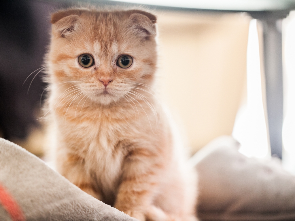 Small Red Scottish Fold Cat for 1024 x 768 resolution