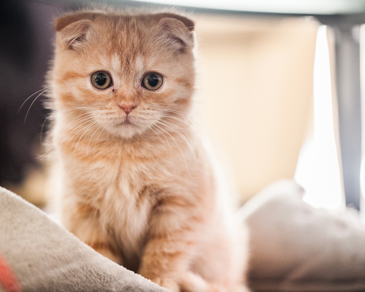 Small Red Scottish Fold Cat for 1280 x 1024 resolution