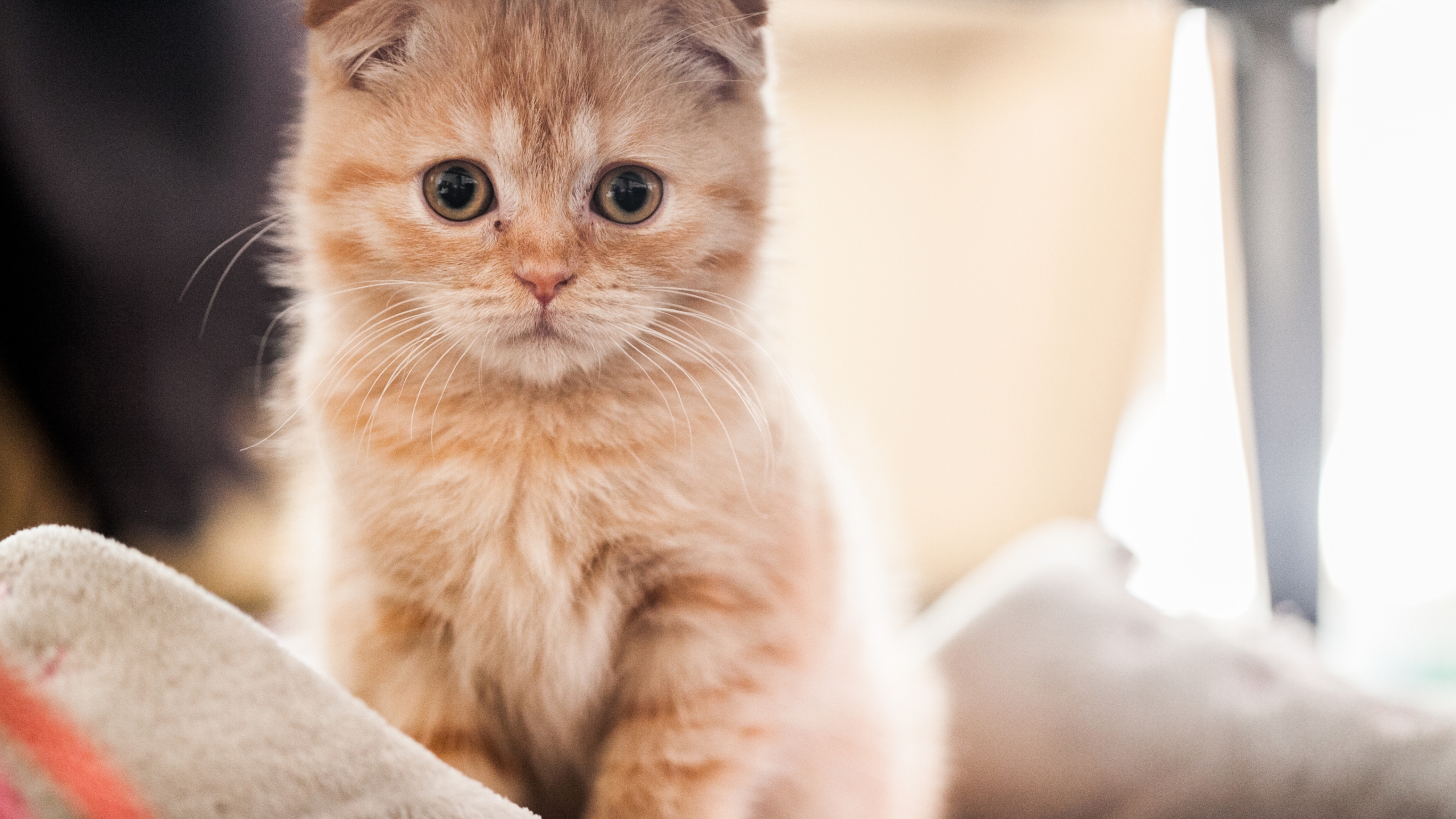 Small Red Scottish Fold Cat for 2560x1440 HDTV resolution