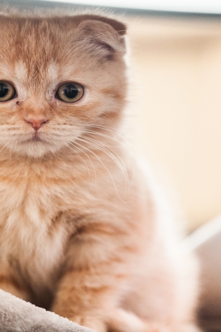 Small Red Scottish Fold Cat for 320 x 480 iPhone resolution