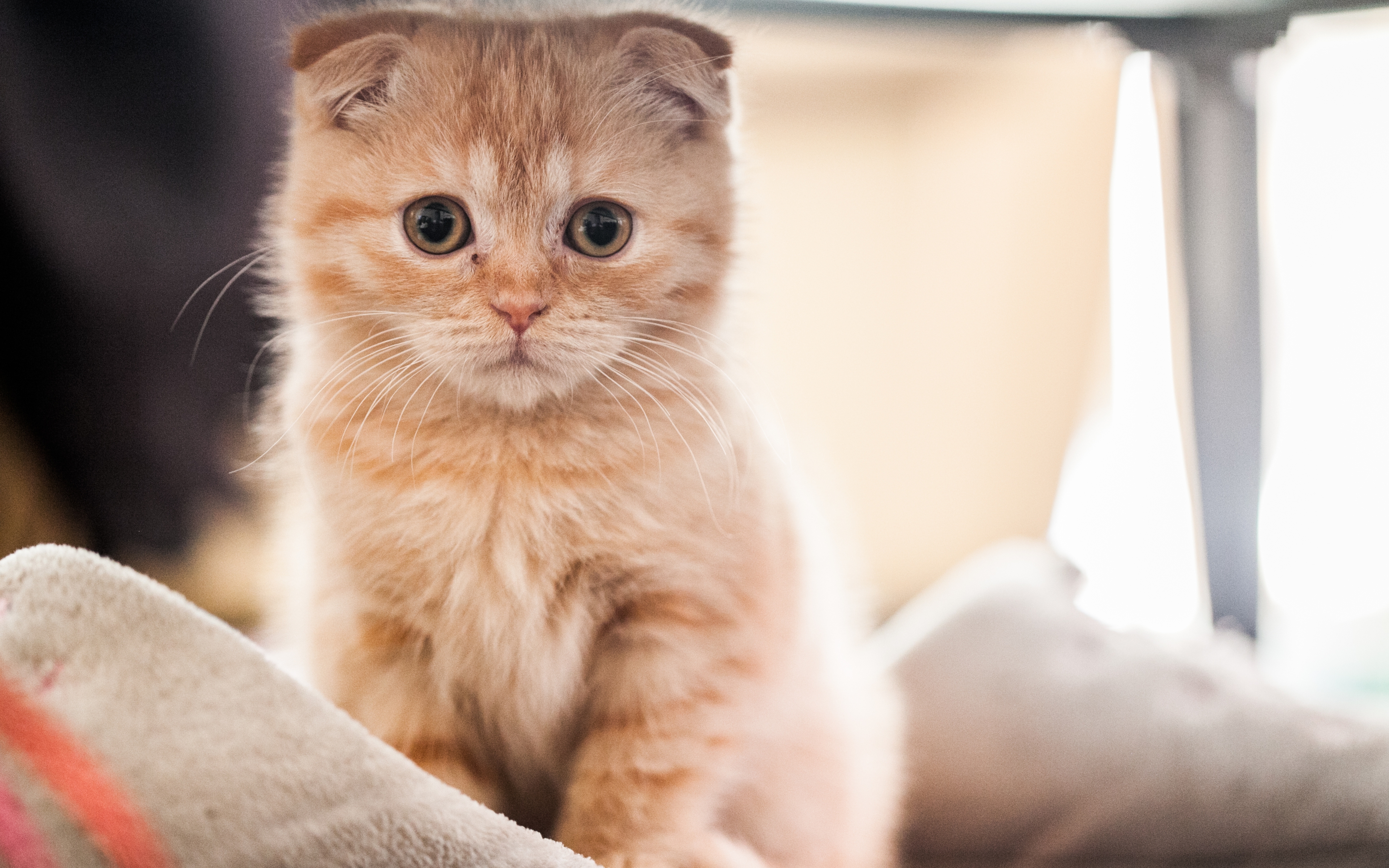 Small Red Scottish Fold Cat for 3840 x 2400 Widescreen resolution