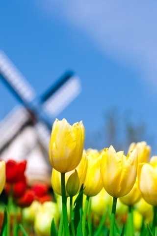 Smell of Holland for 320 x 480 iPhone resolution
