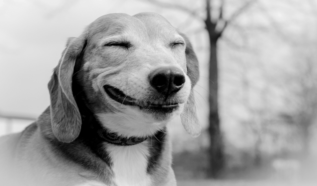 Smiling Dog for 1024 x 600 widescreen resolution