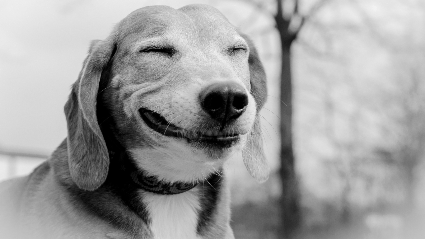 Smiling Dog for 1366 x 768 HDTV resolution
