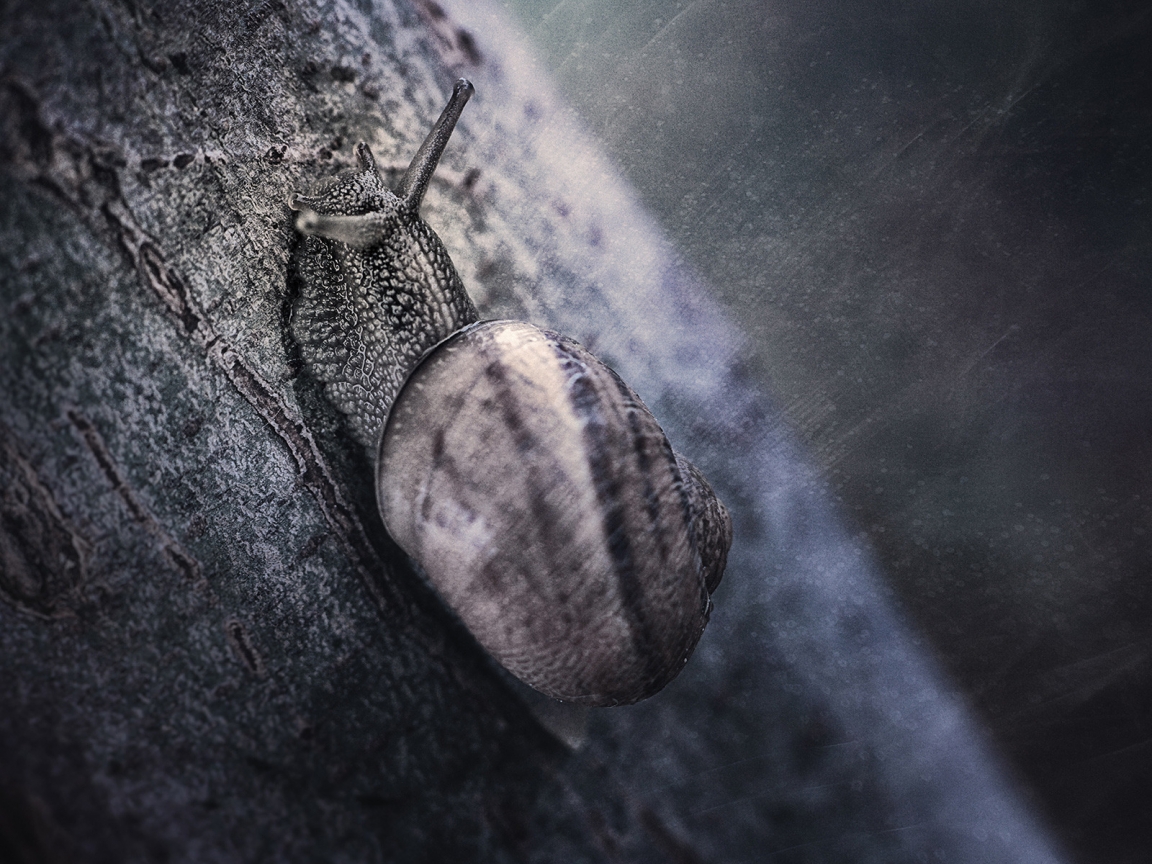 Snail for 1152 x 864 resolution