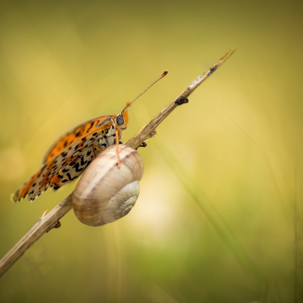 Snail and Butterfly for 1024 x 1024 iPad resolution