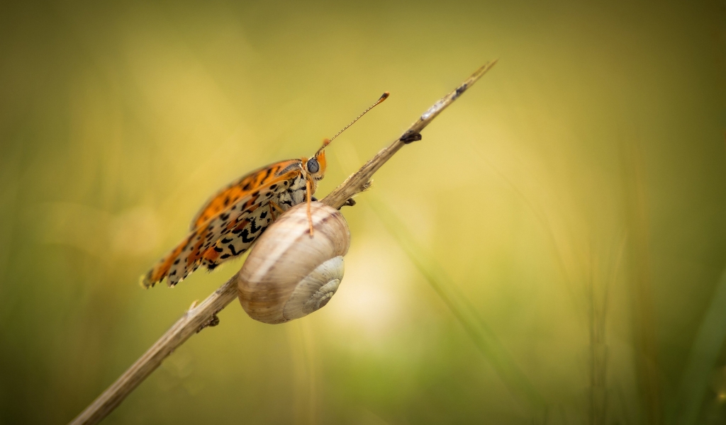 Snail and Butterfly for 1024 x 600 widescreen resolution