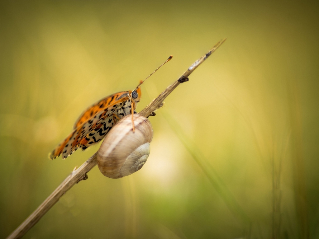 Snail and Butterfly for 1024 x 768 resolution