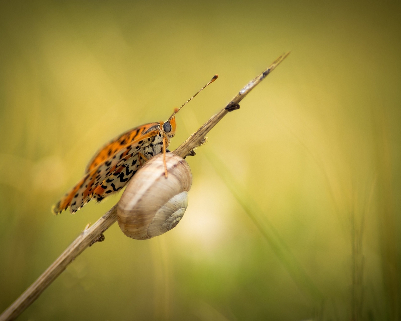 Snail and Butterfly for 1280 x 1024 resolution
