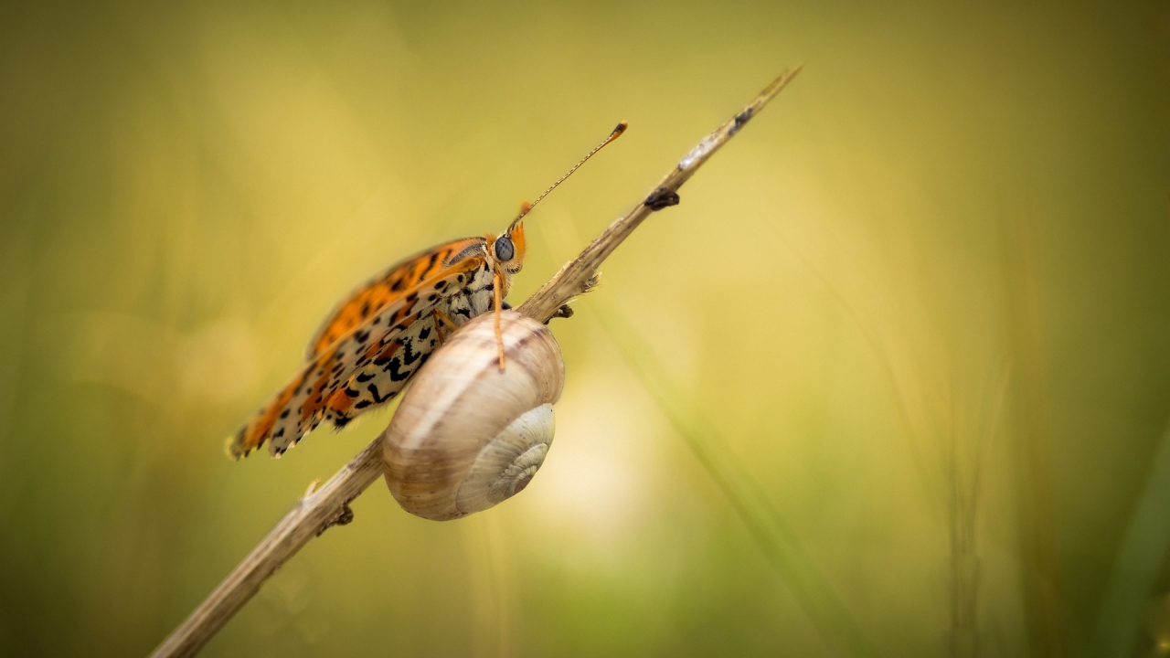 Snail and Butterfly for 1280 x 720 HDTV 720p resolution