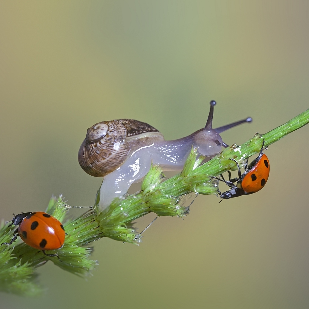 Snail and Ladybugs for 1024 x 1024 iPad resolution