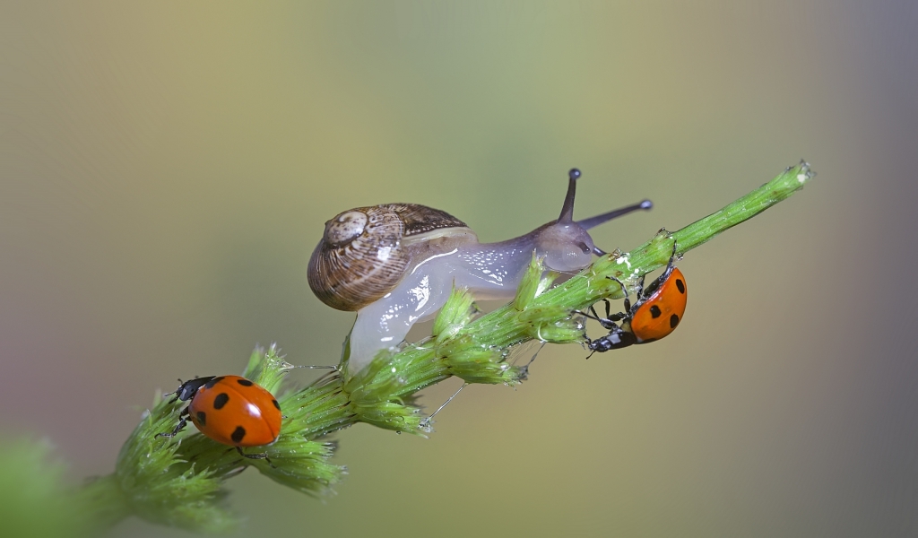 Snail and Ladybugs for 1024 x 600 widescreen resolution
