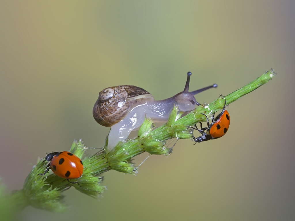 Snail and Ladybugs for 1024 x 768 resolution